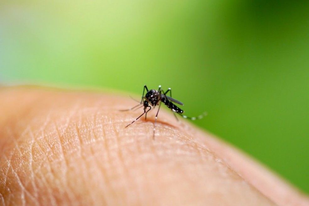 Aedes aegypti: calor traz risco de doenças transmitidas por mosquitos — Foto: Reprodução