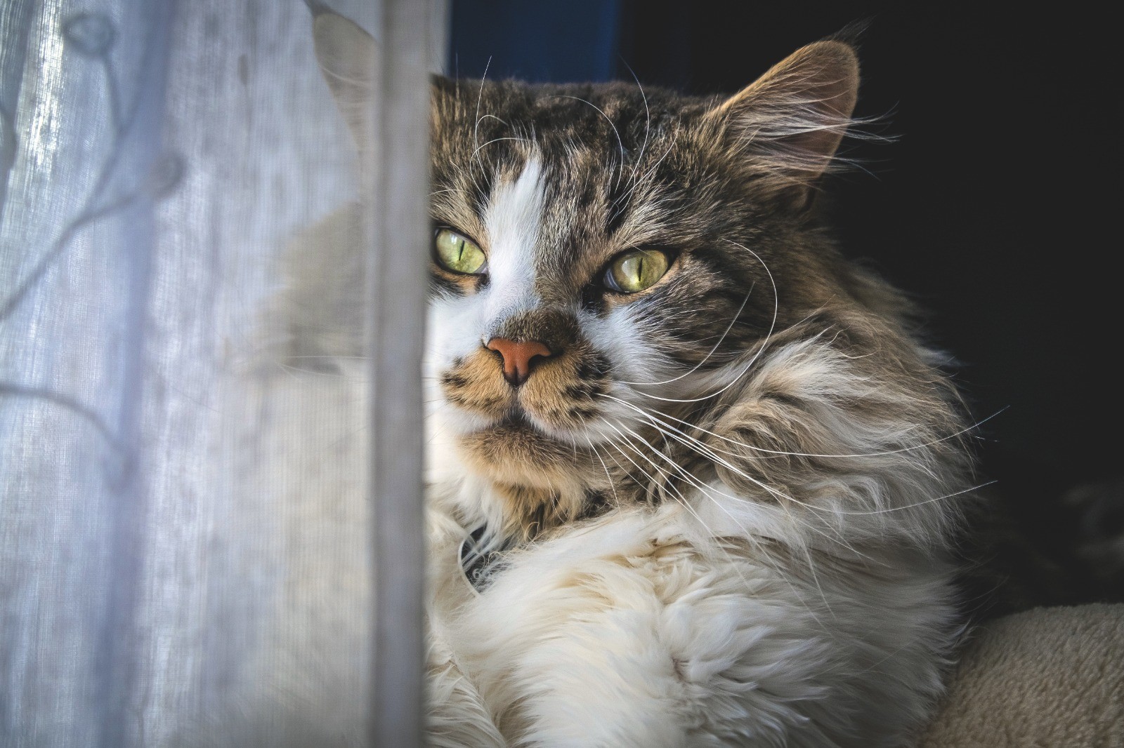 Os 8 sinais que podem indicar que seu gato esteja nos últimos dias de vida