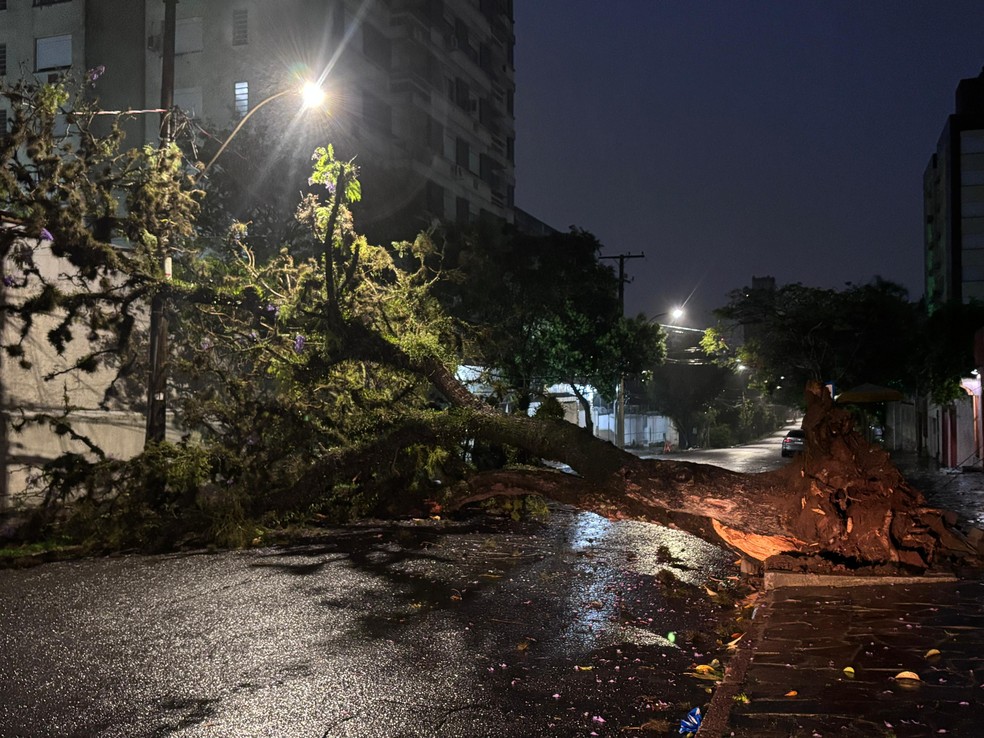 Queda de árvore em Porto Alegre — Foto: Eduardo Paganella/RBS TV