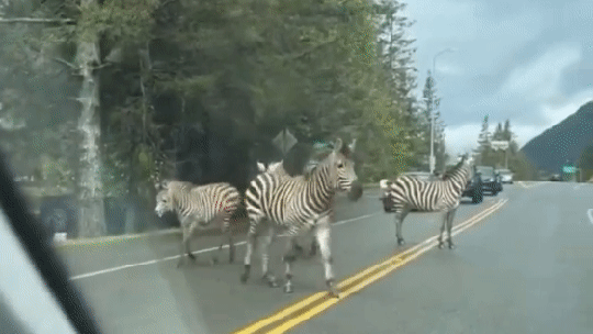 Zebras soltas em estrada mobilizam moradores e polícia de Washington em força-tarefa; vídeo