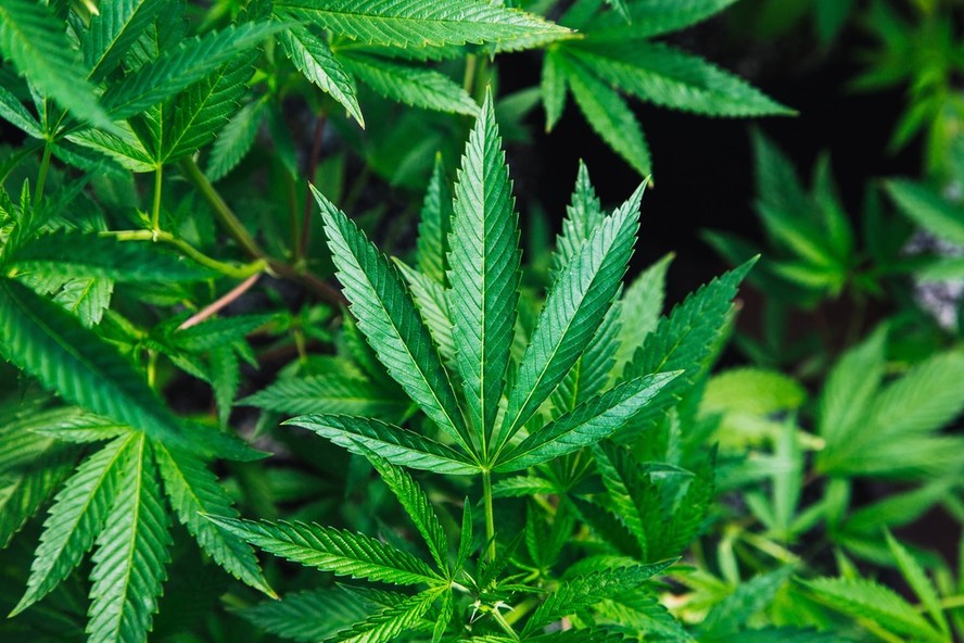 A Associação Brasileira de Acesso à Cannabis Medicinal do Rio de Janeiro obteve autorização da Justiça para realizar o cultivo de maconha medicinal