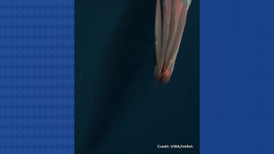 Em raro registro, lula de mar profundo ataca câmera com 'faróis' em tentáculos; veja vídeo