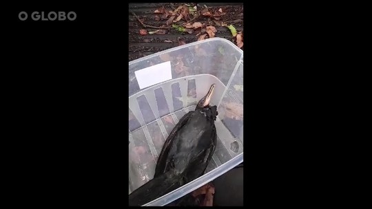 Gripe aviária: vídeo mostra agonia de nova ave com suspeita da doença, em Duque de Caxias