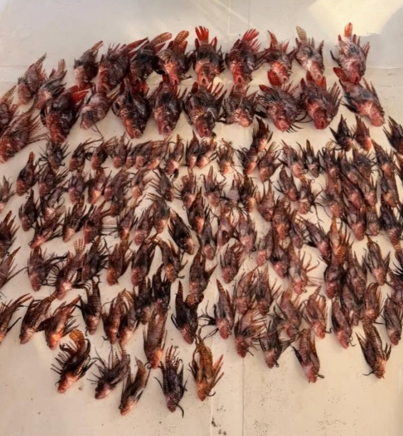 Fernando de Noronha: saiba qual é a espécie invasora que ameaça o arquipélago e teve 312 exemplares capturados em um único dia