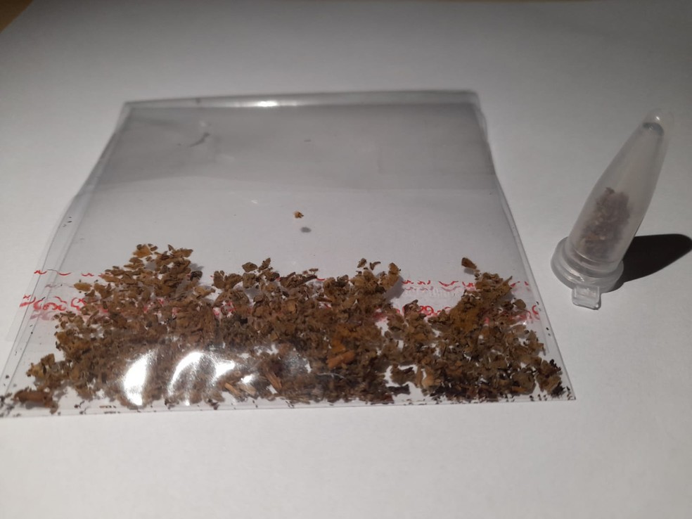 Amostra de ervas com canabinoides sintéticos, as drogas K — Foto: Mauricio Yonamine