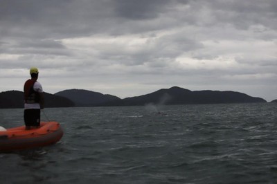 Morsa é sacrificada na Noruega - Diário Atlantikos