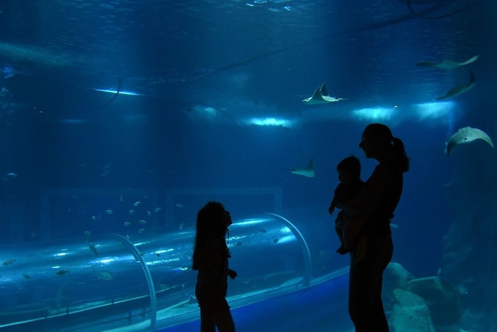 Semana das mães no AquaRio: espaço oferece desconto no ingresso — Foto: divulgação