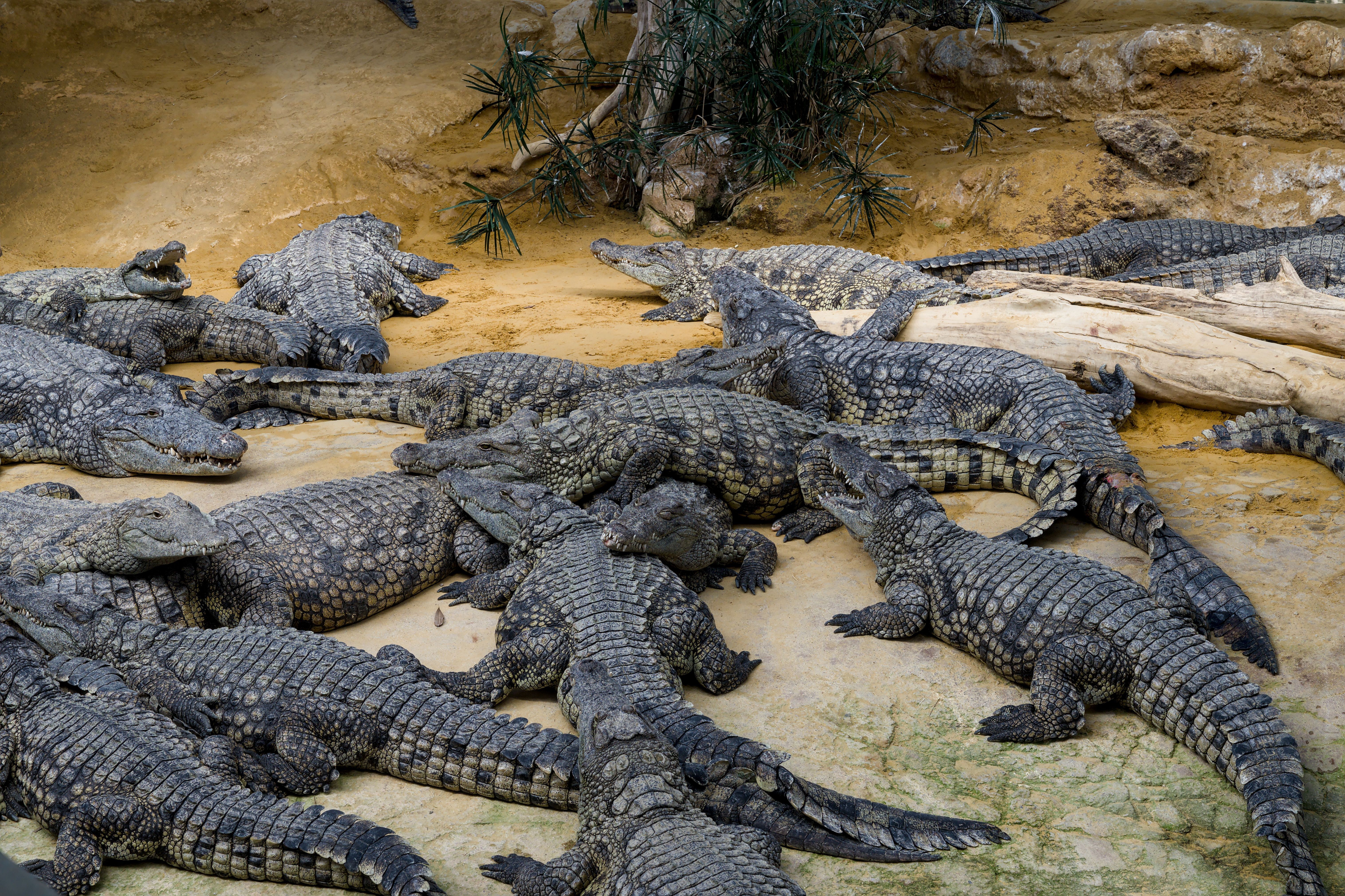 Menino de 3 anos recebe alta após sete cirurgias depois de cair em fosso de crocodilos no Reino Unido - QTU Questões do Universo