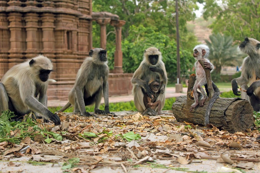 Os macacos langur, comuns na Índia