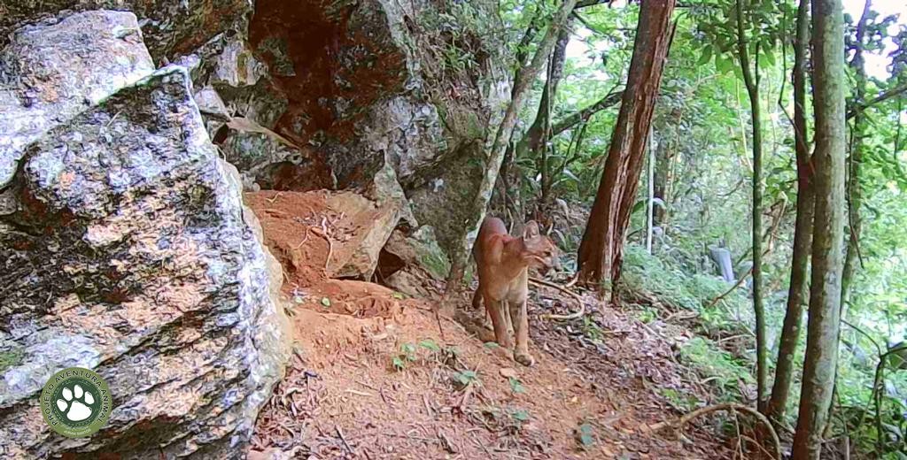 Menina de 8 anos é atacada por onça-parda na Chapada dos Veadeiros
