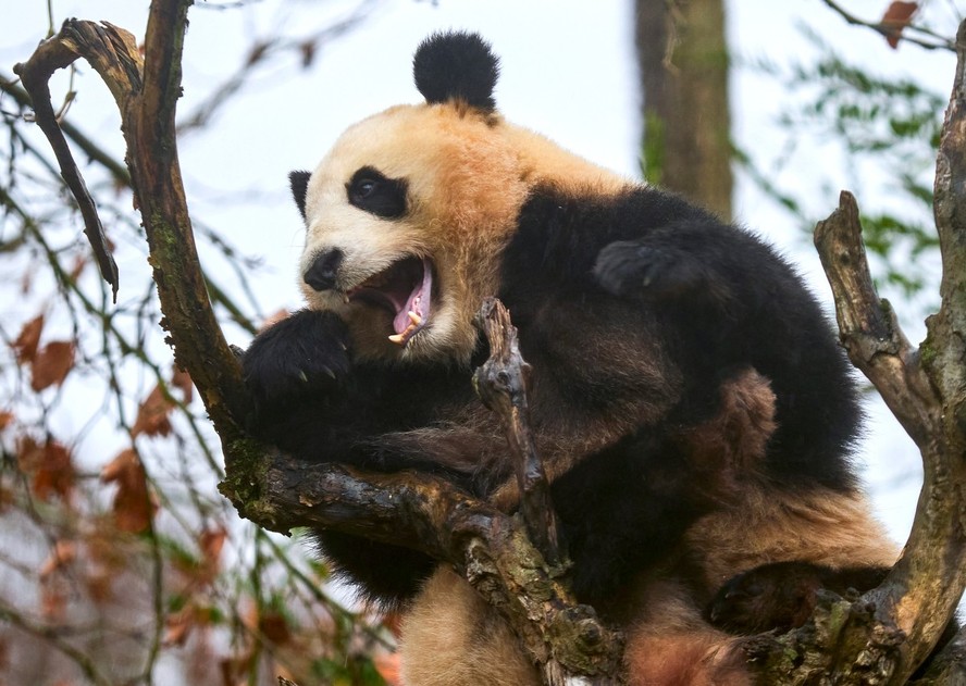 Centenas se despedem de casal de pandas que deixa a França após ...