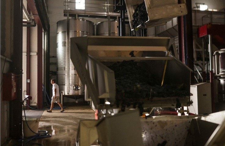 Ao amanhecer, os trabalhadores deixam as videiras, e a colheita é levada para os tanques, onde as uvas são lavadas e selecionadas antes de serem esmagadas — Foto: Patrícia de Melo Moreira/AFP