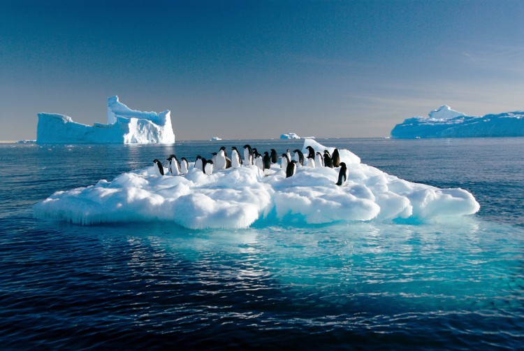 Derretimento do gelo faz pinguins da Antártida mudarem de dieta, revela estudo que avaliou cocô das aves - Foto
