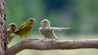 Pássaros parecem ter uma discussão calorosa na Polônia — Foto: Divulgação/Jacek Stankiewicz