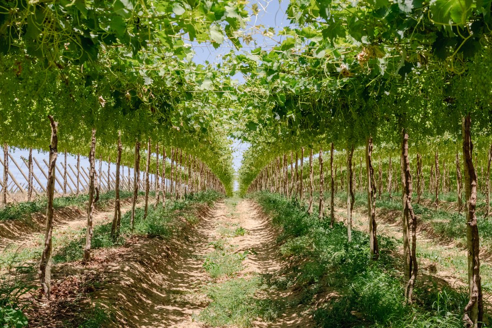 Videiras na fazenda da Lina Frutas, que fica em Santa Maria da Boa Vista (PE), no Vale do São Francisco — Foto: Divulgação