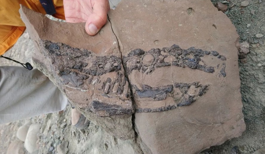 O paleontólogo argentino Marcelo Isasi encontrou o crânio e a mandíbula do Kostensuchus atrox embutidos em uma rocha