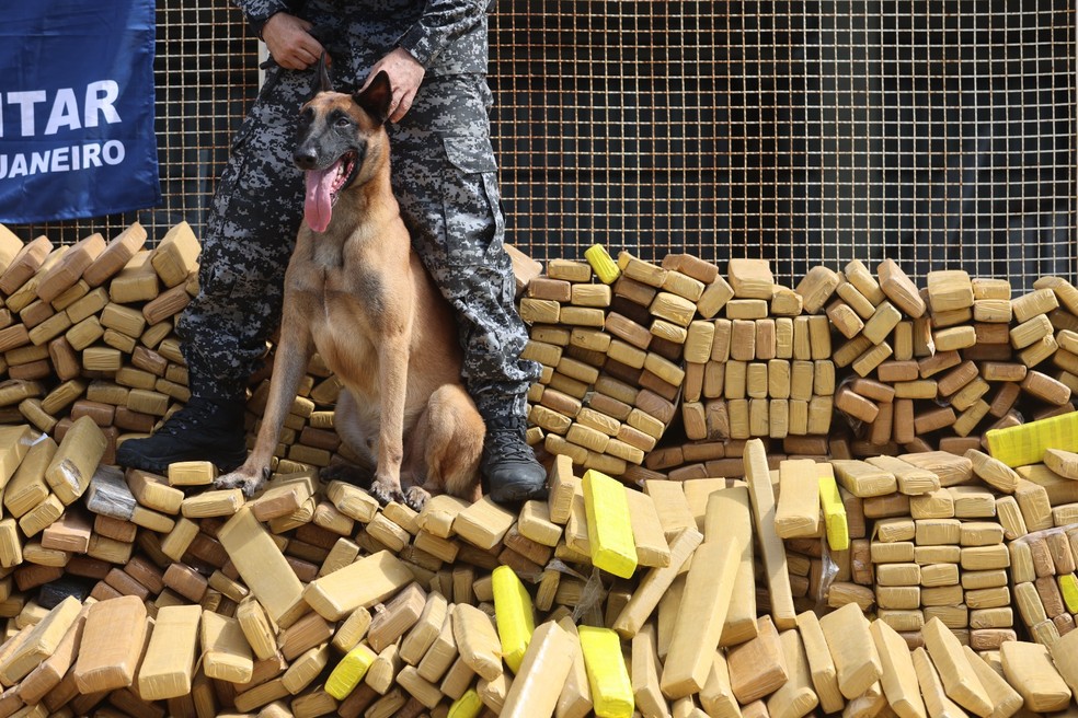 O cão Hulk, com a maconha apreendida na Nova Holanda — Foto: Fabiano Rocha / Agência O Globo
