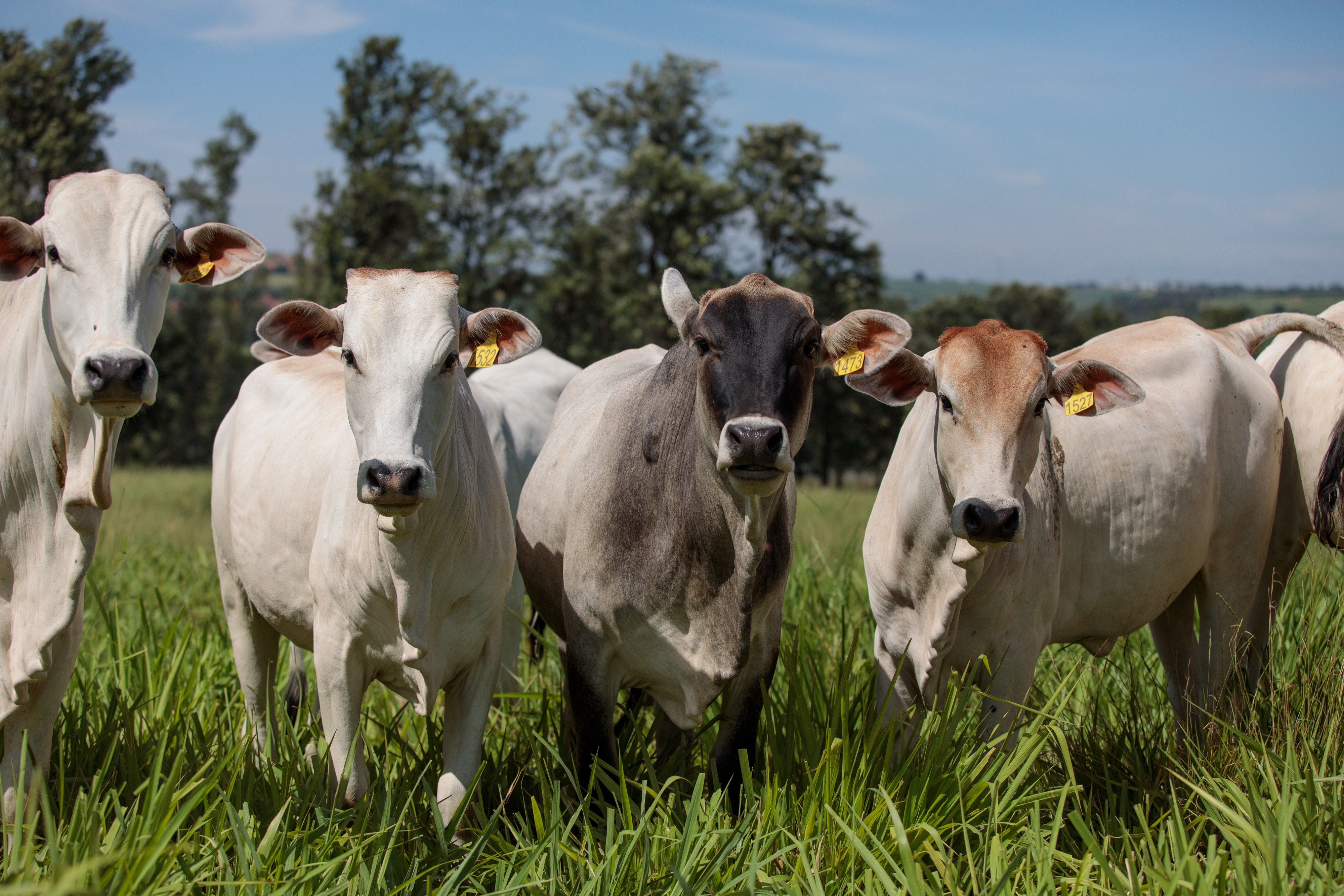 Carne bovina brasileira ganha espaço nos EUA
