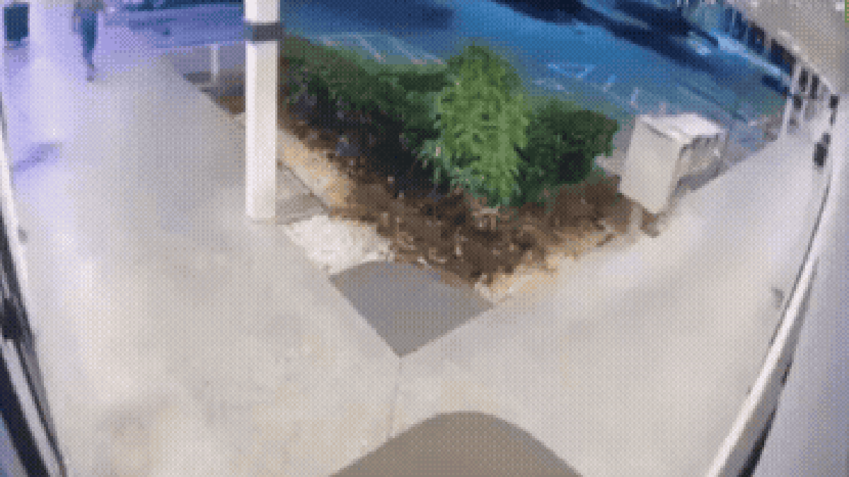 Quantos ovos uma galinha bota? Briga em bar da Flórida termina em tiroteio; vídeo