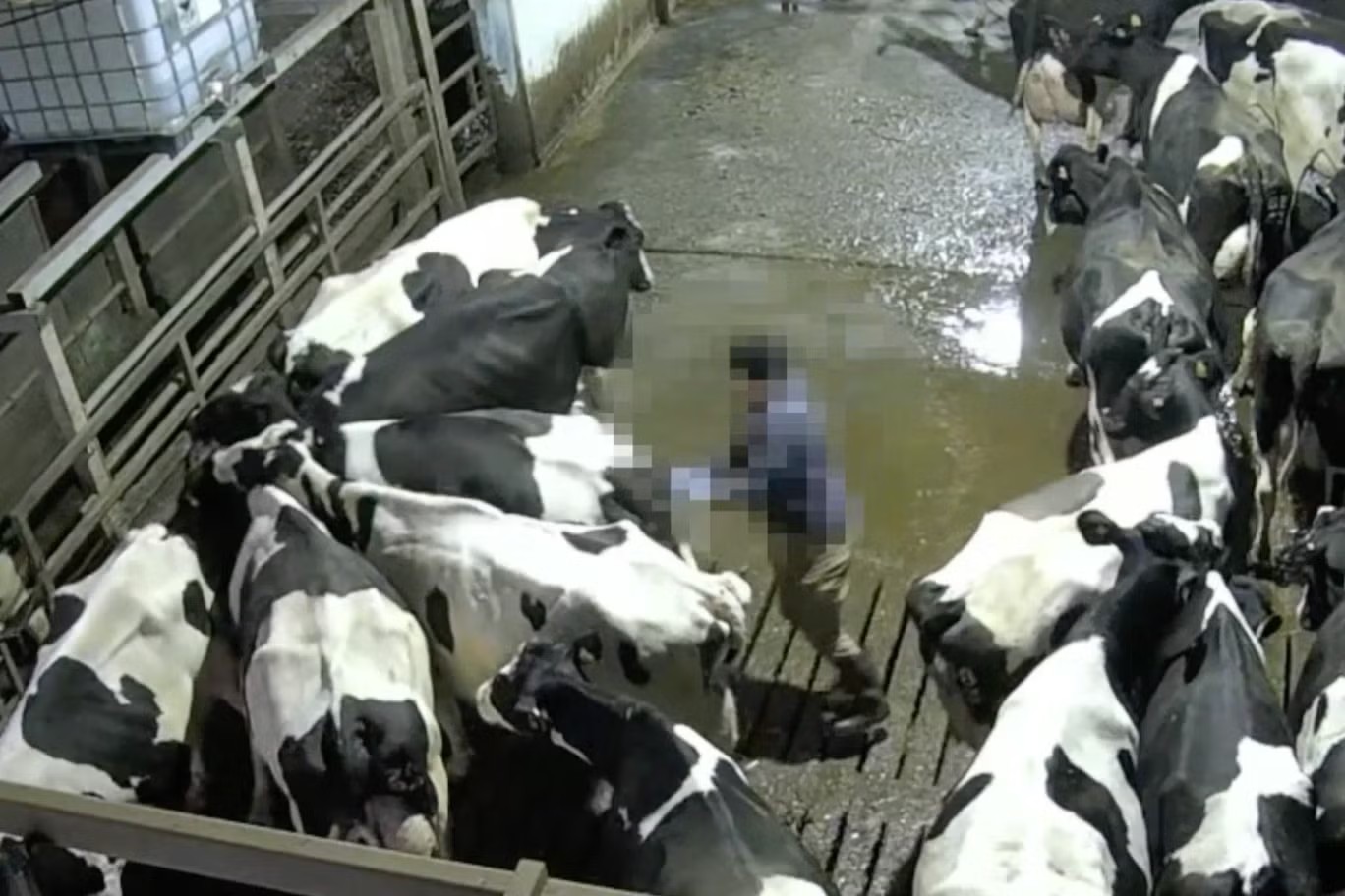 Chutes, socos e cigarros acesos: câmeras escondidas flagram agressões a vacas em fazenda premiada no Reino Unido - QTU Questões do Universo