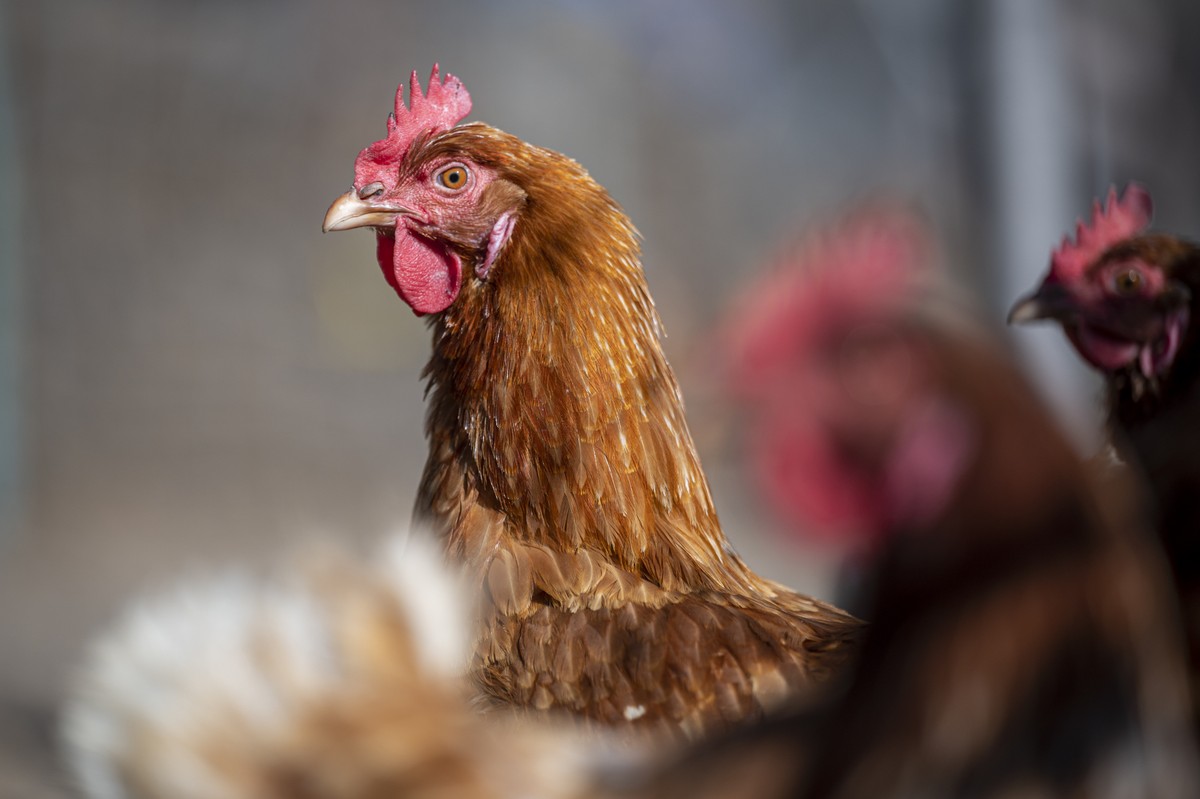 Letargia, falta de apetite e espirros: entenda como descobrir se uma galinha tem gripe aviária