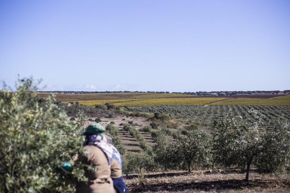Olivais na Herdade do Esporão, no Alentejo — Foto: Divulgação / Esporão