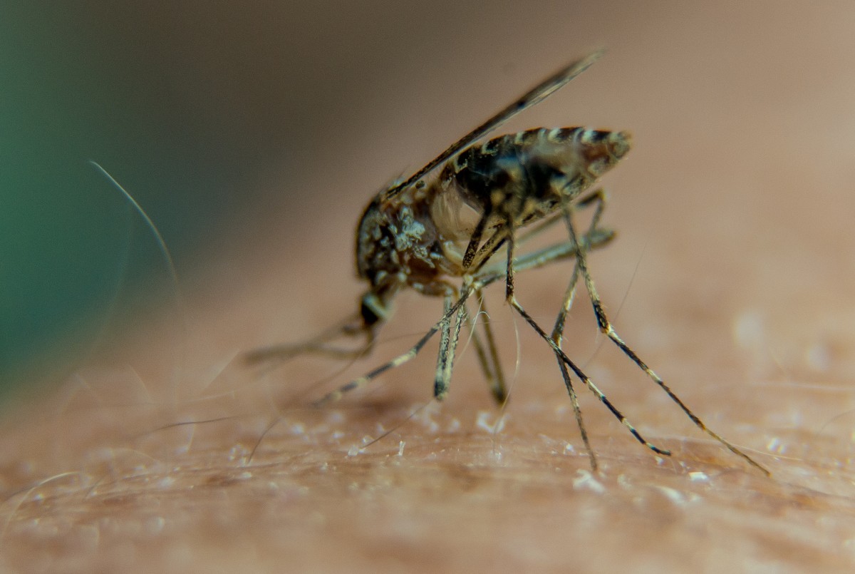 Por que os mosquitos picam mais algumas pessoas do que outras? A ciência explica!