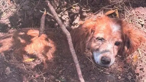 Cão é encontrado enterrado vivo é resgatado em Portugal