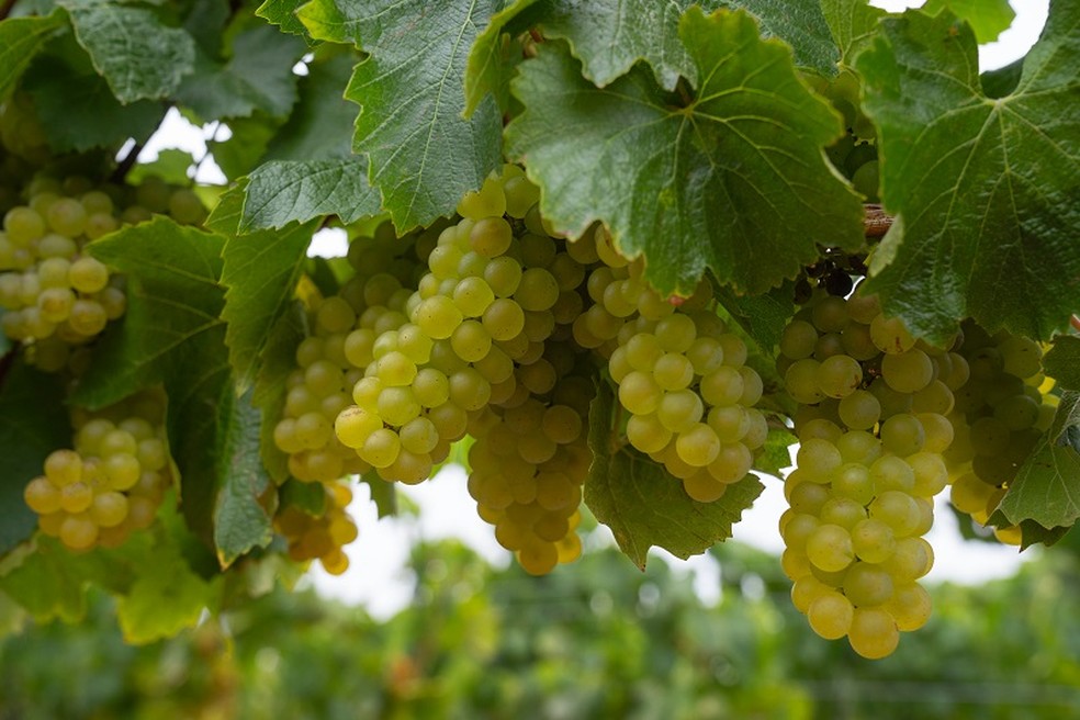 Chardonnay de vinhedo em Quebrada Seca — Foto: Divulgação Concha y Toro