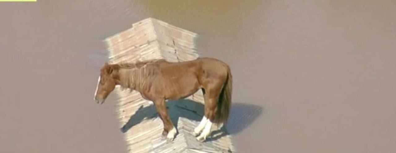 Cavalo ilhado em Canoas, Rio Grande do Sul — Foto: Reprodução