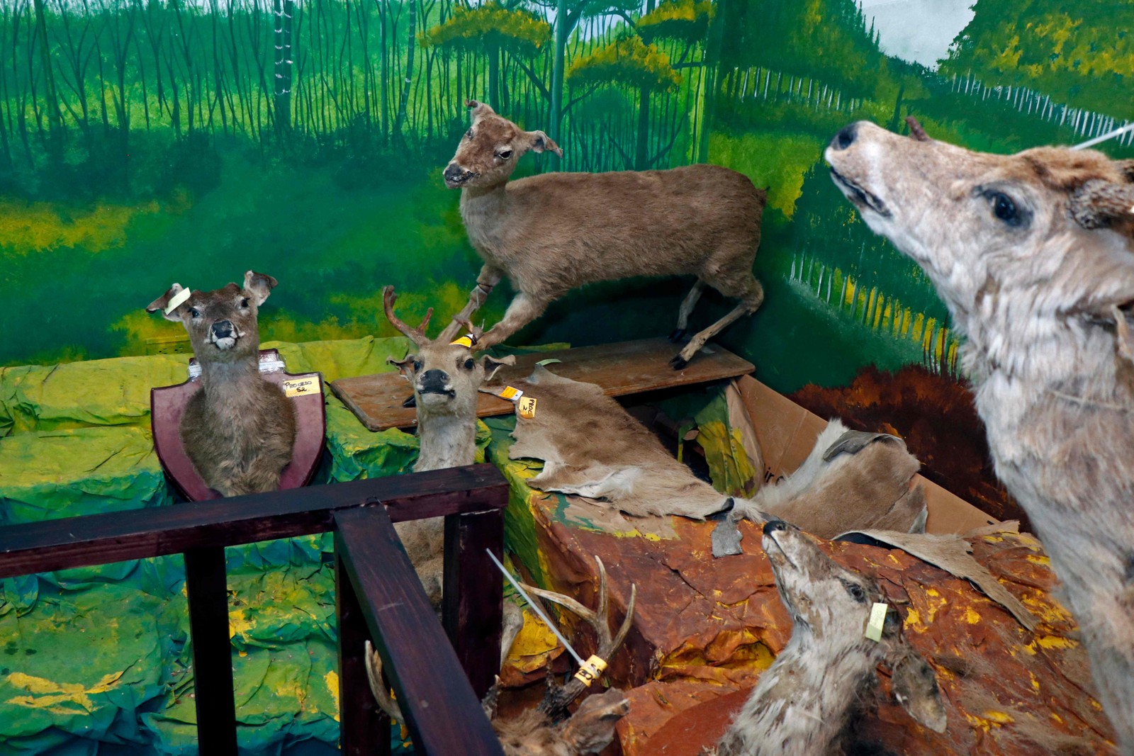 Foto de bichos empalhados expostos no museu de materiais apreendidos da Unidade Nacional de Polícia de Proteção Ambiental (UPMD), em Quito, no dia 29 de setembro de 2023 — Foto: Galo PAGUAY / AFP