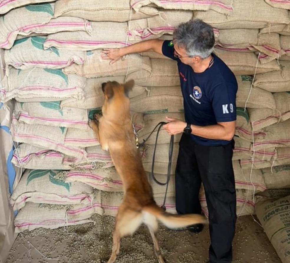 Cães farejadores ajudaram a encontrar a droga apreendida — Foto: Divulgação/Receita Federal