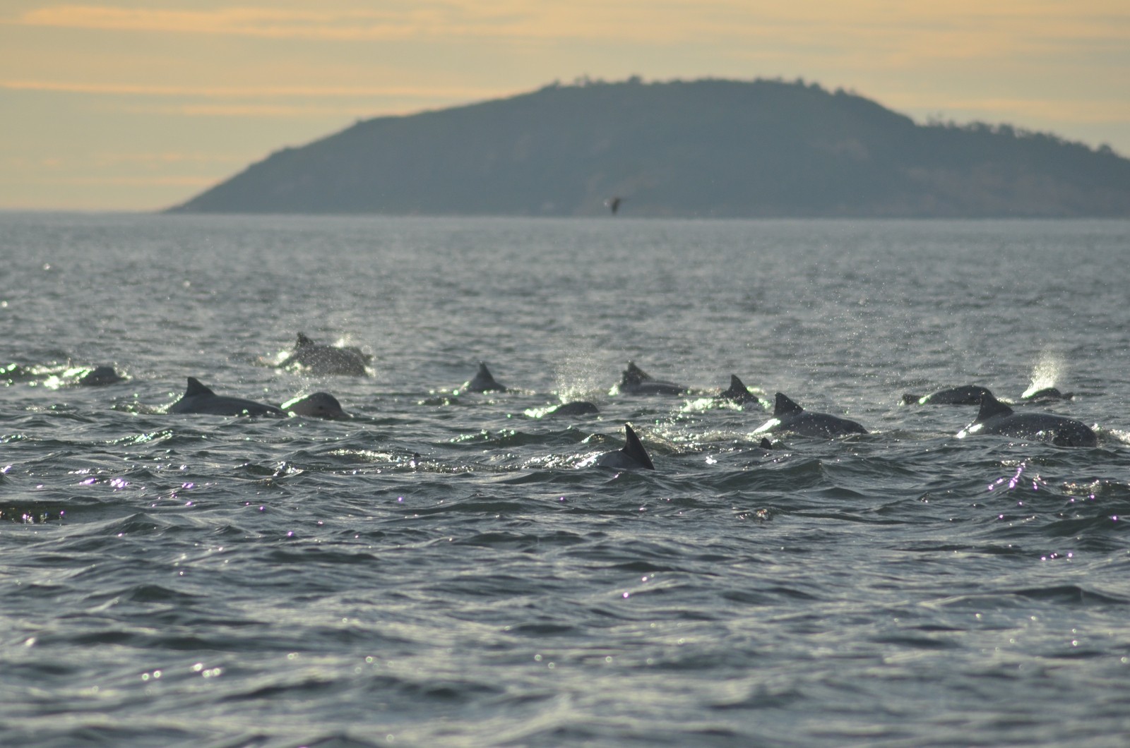 Grupo de golfinhos flagrados nas águas da Baía de Guanabara — Foto: Paulo Oberlander