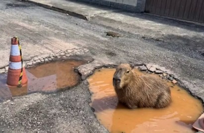 IA tapa buraco? Capivara gerada por inteligência artificial pressiona prefeitura a fazer reparo em via