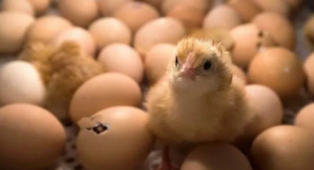 Investigação mostra que cerca de 35 mil pintinhos foram triturados vivos em indústria em um dia - Foto