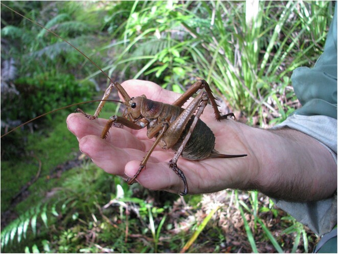 O inseto mais pesado do mundo: cientistas salvam o bicho da extinção; saiba como