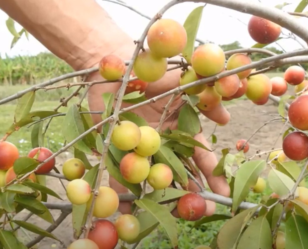 Bebida com fruta exótica produz colágeno e fornece mais vitamina C do que laranja; saiba como preparar — Foto: Reprodução