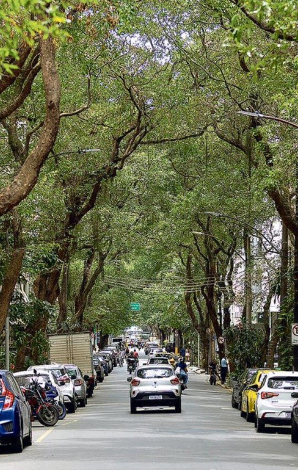 Green tunnel. Those passing through Santa Clara enjoy the shade and coolness — Photo: Márcia Foletto
