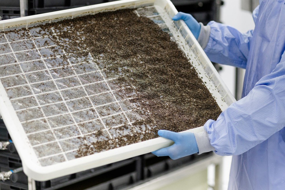 Anvisa autoriza nova empresa, Flyttr, a produzir mosquitos que combatem a dengue. &mdash; Foto: Divulga&ccedil;&atilde;o Flyttr Brasil