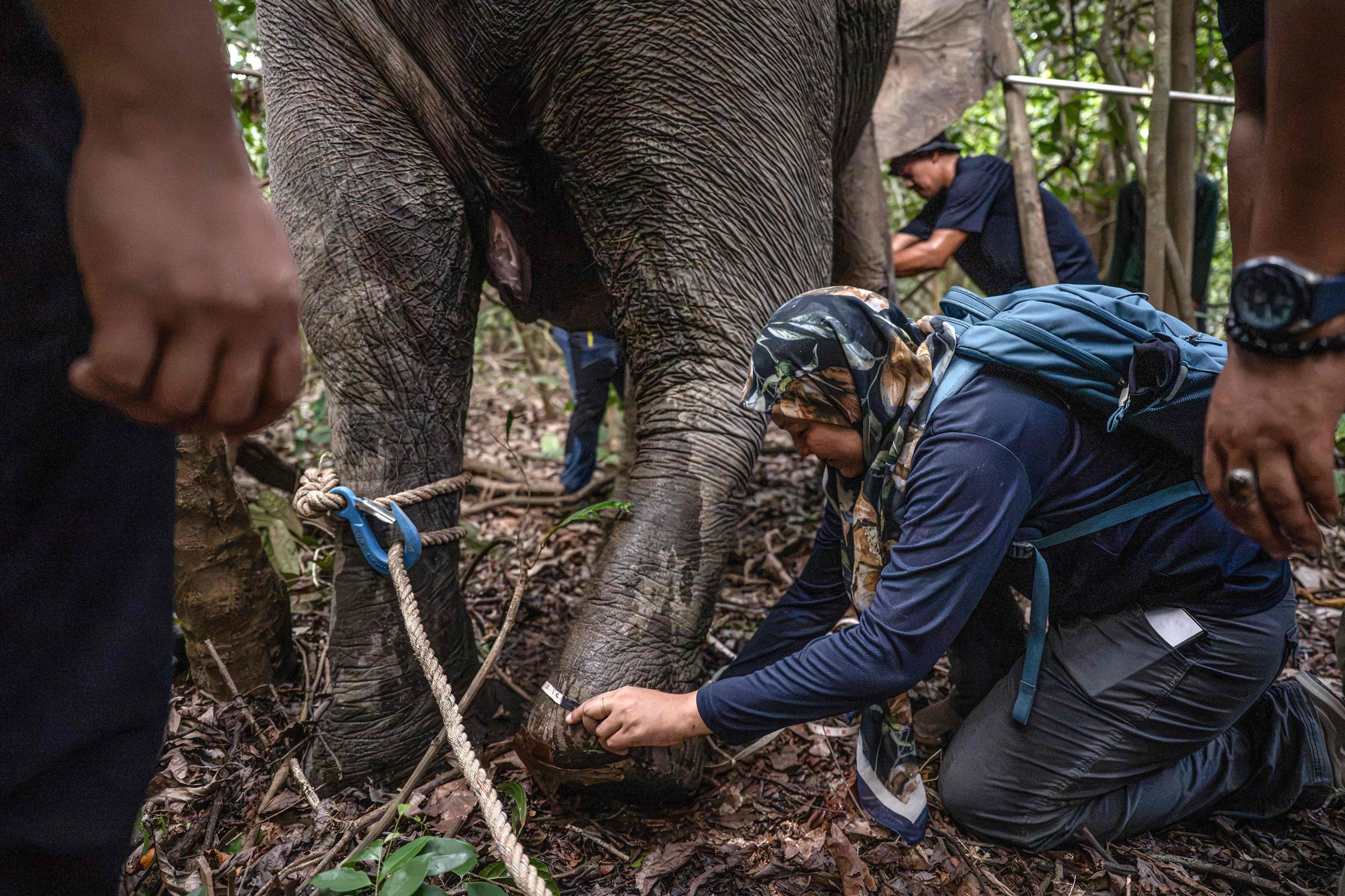 'Encantadora de elefantes' luta para salvar espécie ameaçada de extinção na Malásia - Foto