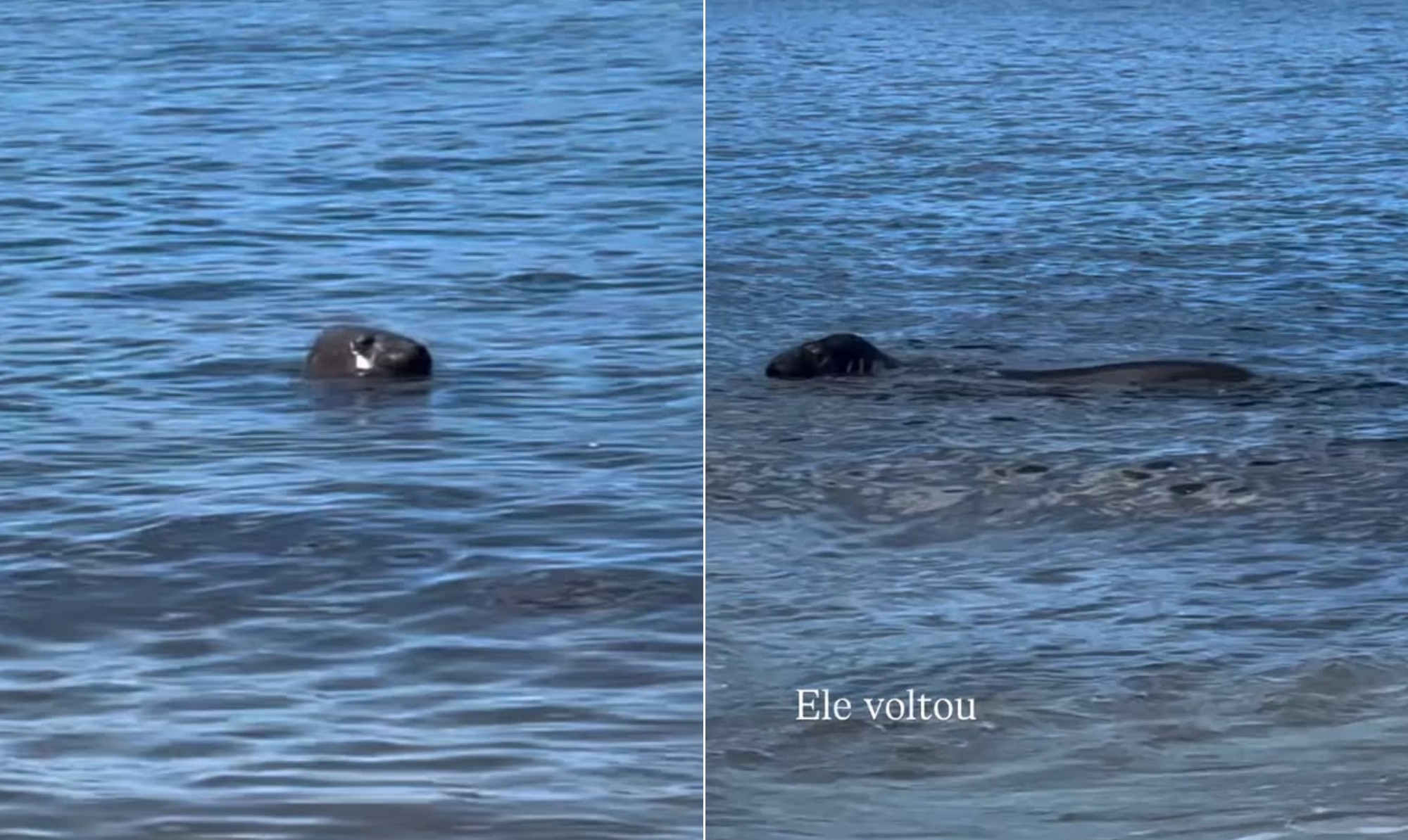 Elefante-marinho é visto na orla de Niterói