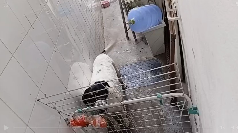 Creche para cães em Botafogo é denunciada por suspeita de maus-tratos; polícia investiga - QTU Questões do Universo
