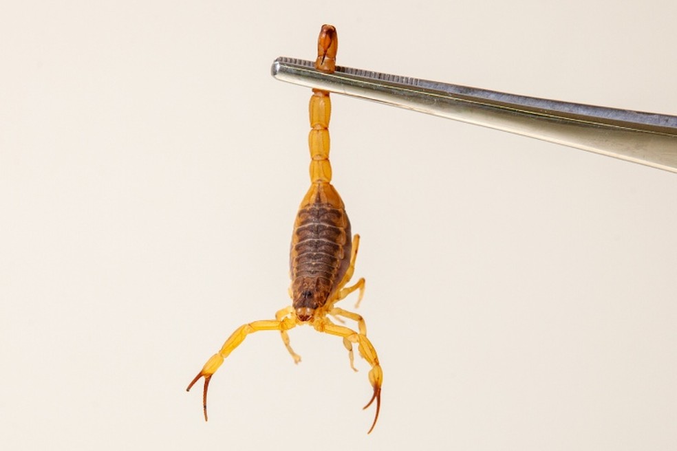 Conheça o escorpião mais perigoso do Brasil que infesta Búzios — Foto: Butantan