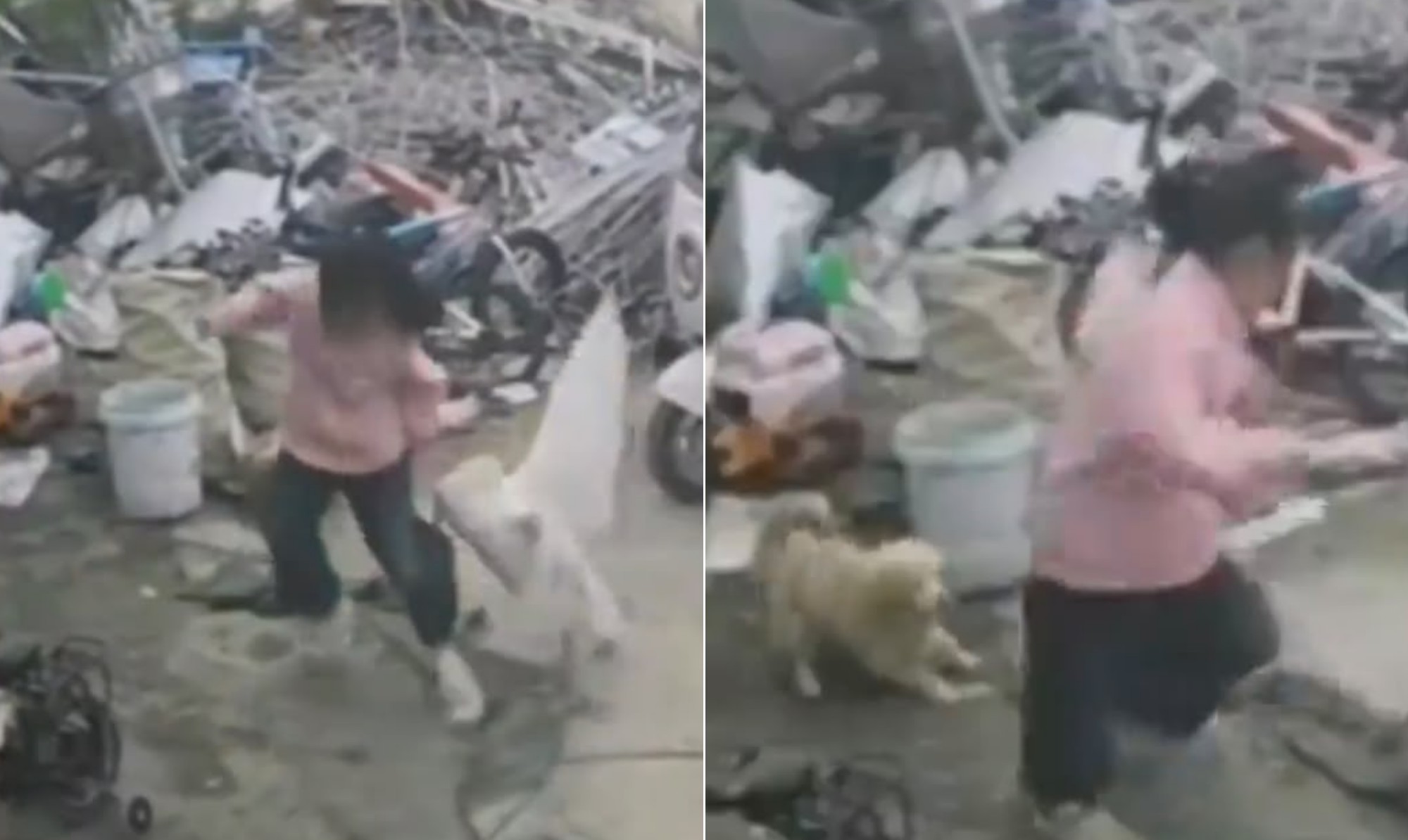 Viralizou: cachorro salva menina de ataque de ganso na China; vídeo - Foto