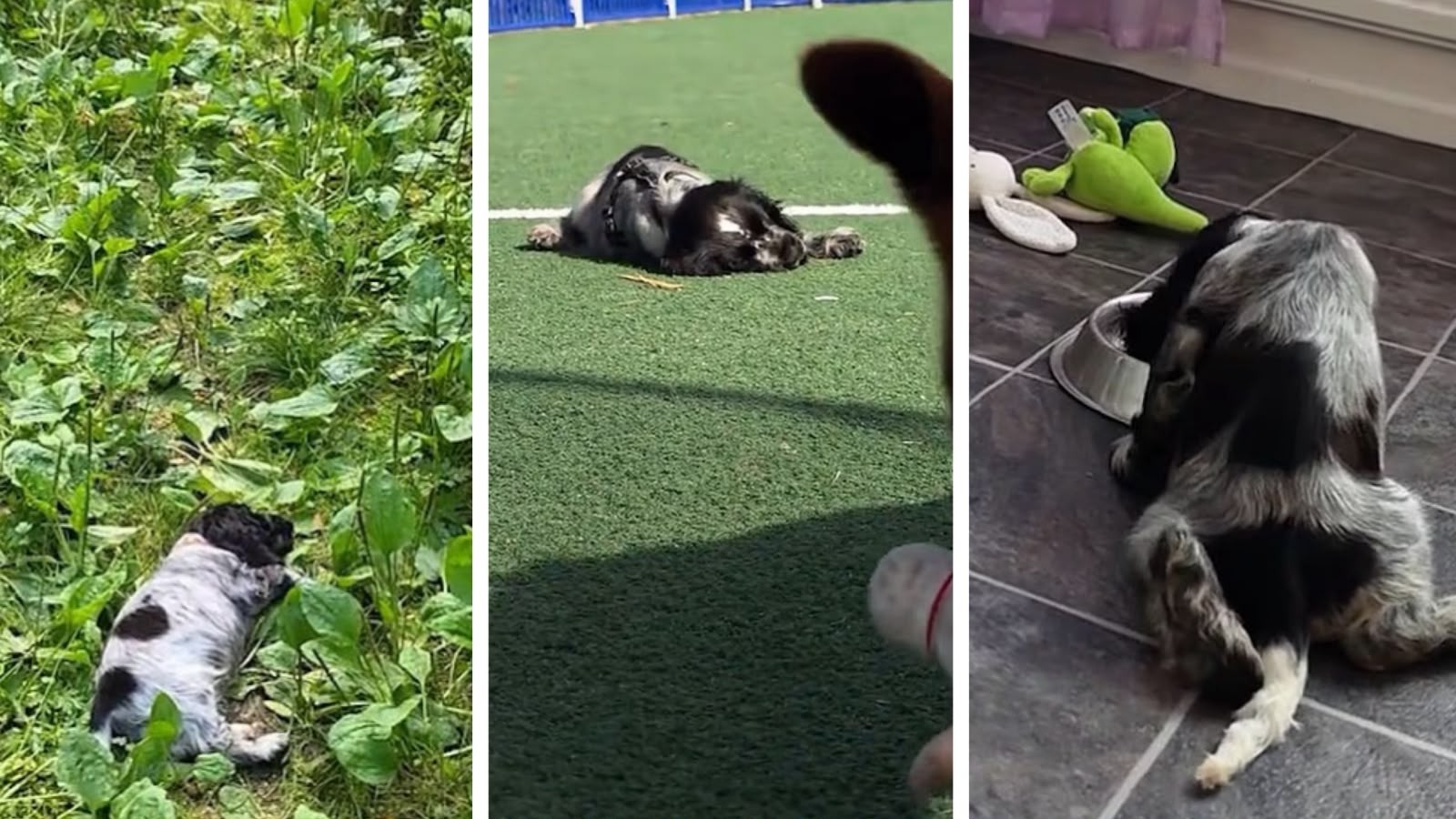 De tão feliz, ele apaga: cachorrinho que desmaia de tanta empolgação viraliza nas redes; entenda doença rara - Foto
