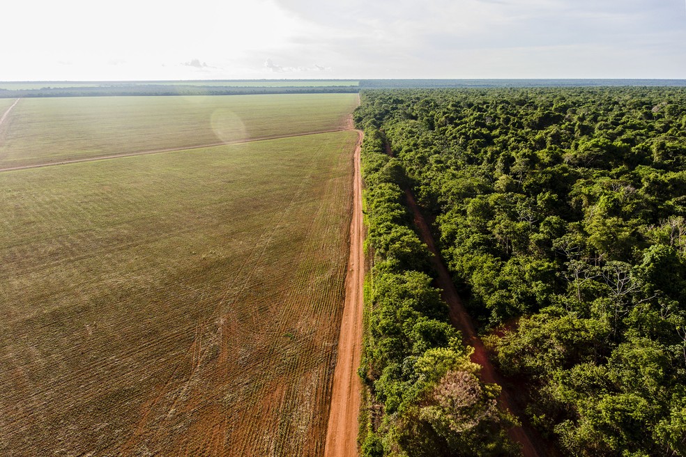 Área desmatada para plantação de soja, próximo à Aldeia Ngôjwêrê — Foto:  Fábio Nascimento / ISA