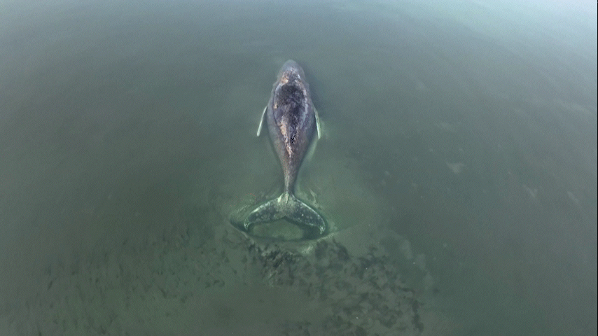 Ap&oacute;s quase duas semanas, baleia jubarte segue encalhada e debilitada na Alemanha; veja o que se sabe at&eacute; agora