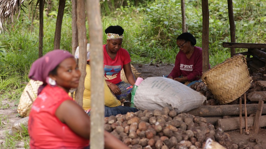 Mulheres são as principais extrativistas de amêndoas de babaçu: após queda na produção, meta é explorar outros subprodutos de valor comercial do fruto