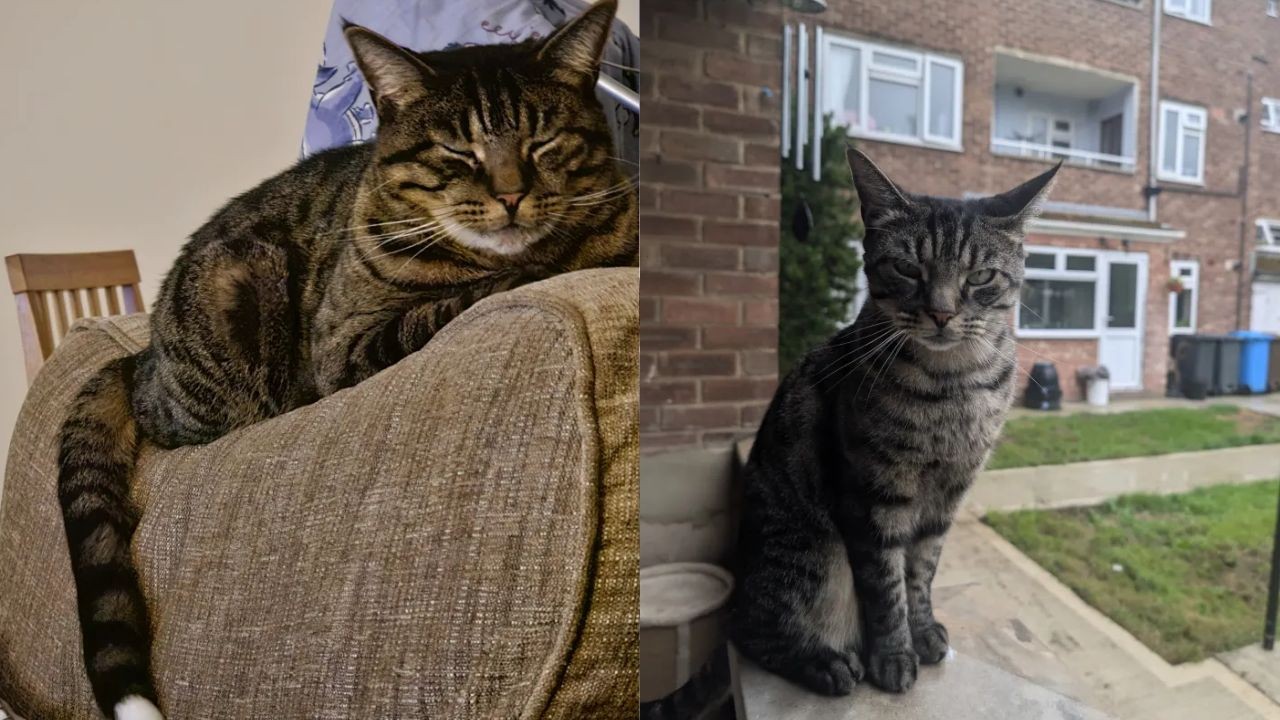 Gato desaparece, e tutoras encontram cauda decepada na caixa de correio no Reino Unido; três pessoas são presos