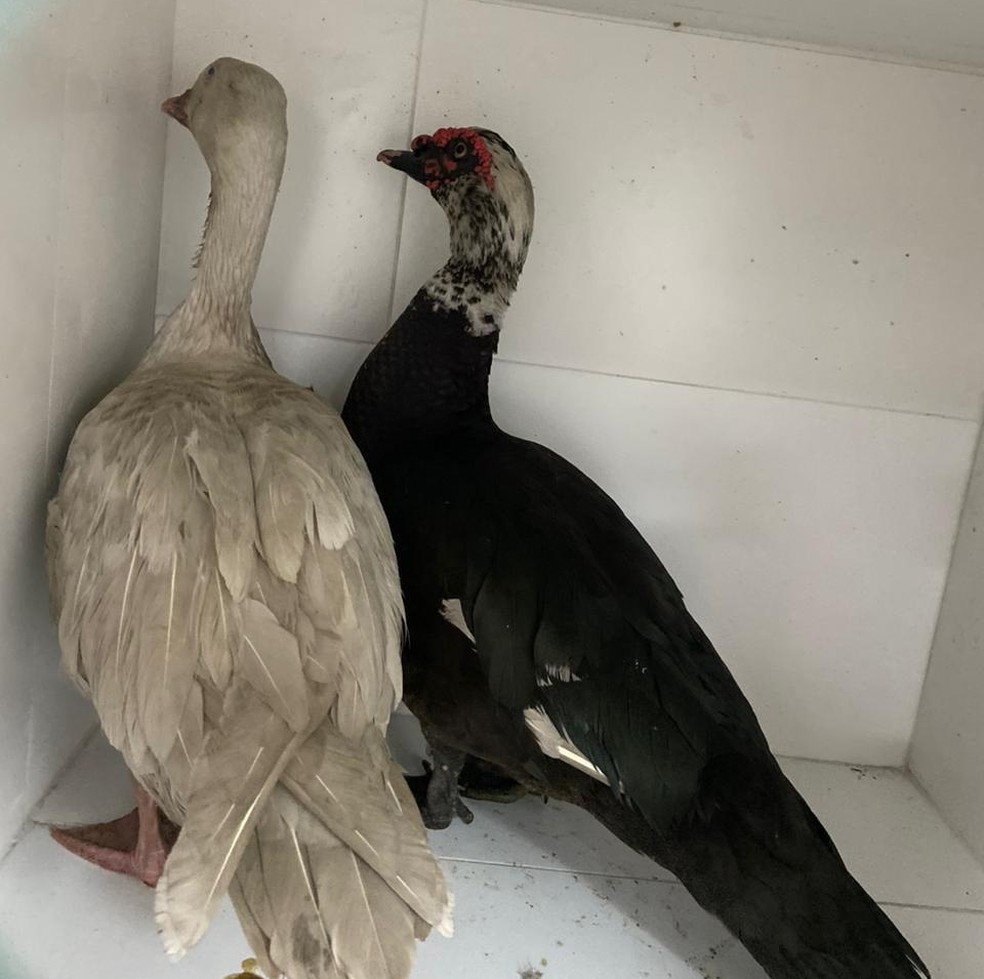 Dois dos animais furtados do Parque Guinle e resgatados pela prefeitura em caçamba de lixo: eles foram levados para centro de zoonoses em Santa Cruz — Foto: Divulgação